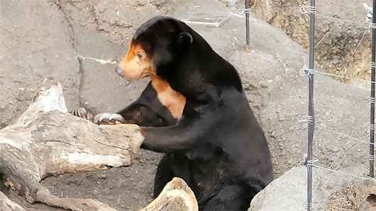 上野動物園マレーグマのキョウコの意味不明な行動01