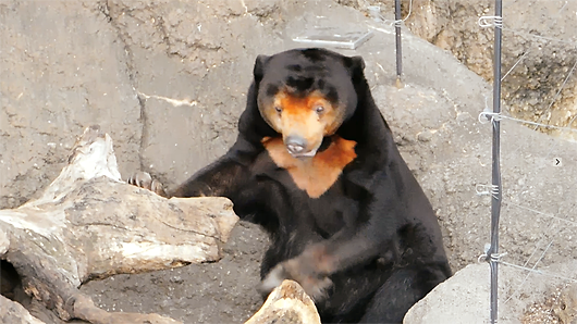 上野動物園マレーグマのキョウコの意味不明な行動02