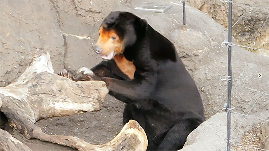 上野動物園マレーグマのキョウコの意味不明な行動03