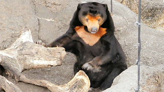 上野動物園マレーグマのキョウコの意味不明な行動04