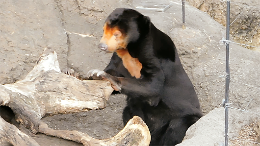 上野動物園マレーグマのキョウコの意味不明な行動05