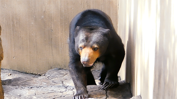 よいしょよいしょ。階段を登るマレーグマのモモコさん。