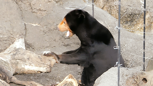 上野動物園マレーグマのキョウコの意味不明な行動06