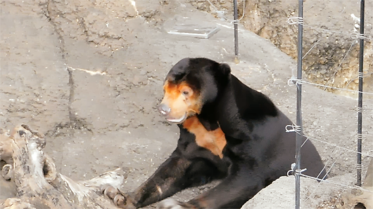 上野動物園マレーグマのキョウコの意味不明な行動07