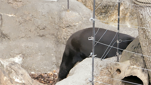 上野動物園マレーグマのキョウコの意味不明な行動09