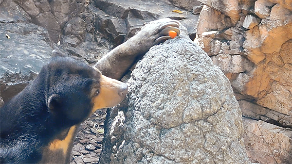 ニンジンをつかむマレーグマのモモコさん