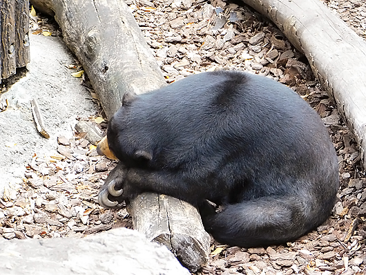 ダルそうなマレーグマのモモコ