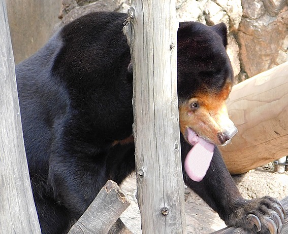 楽しそうなマレーグマのキョウコさん