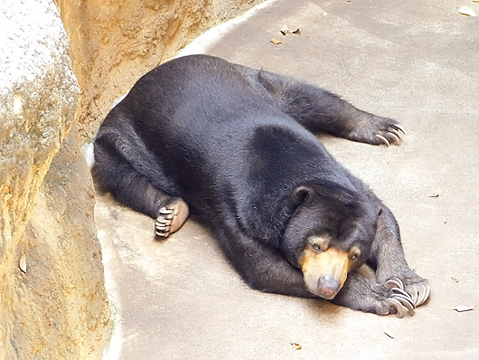 マレーグマのモモコさんのヨガポーズ