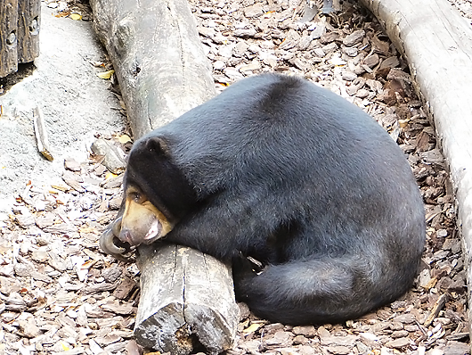 ダルそうなマレーグマのモモコ