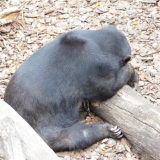 上野動物園マレーグマのモモコさん、夏バテ大丈夫でしょうか。