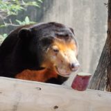 上野動物園マレーグマ キョウコさんの変顔