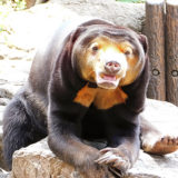 上野動物園マレーグマのキョウコさん。暑そうです。