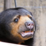 上野動物園のマレーグマ・モモコさんの行動がいちいち可愛い！