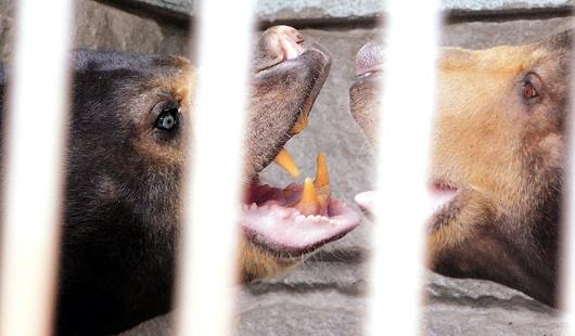 遊亀公園附属動物園マレーグマのサンディ＆サクラ夫婦