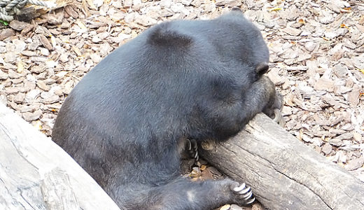 上野動物園マレーグマのモモコさん、夏バテ大丈夫でしょうか。