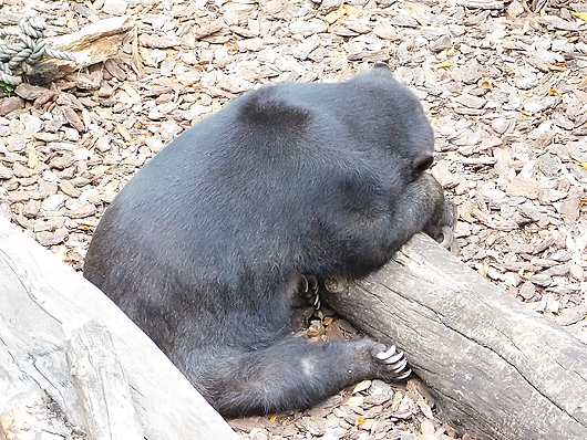 上野マレーグマのモモコ