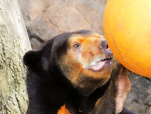 ペレットを食べるマレーグマのキョウコさん