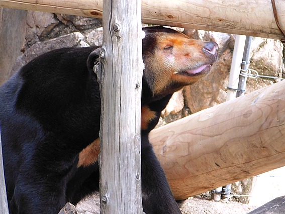 風の匂いをかぐマレーグマのキョウコさん