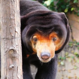 上野動物園マレーグマのキョウコさんがバーのママみたい