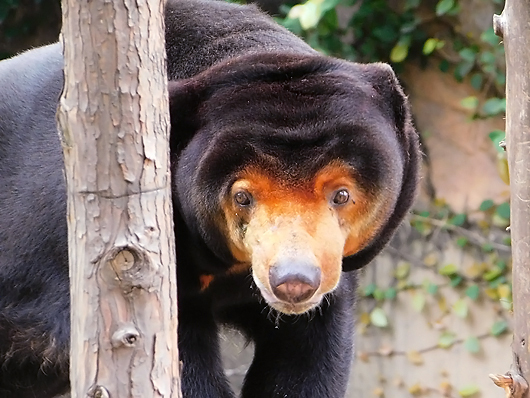 上野マレーグマのキョウコ