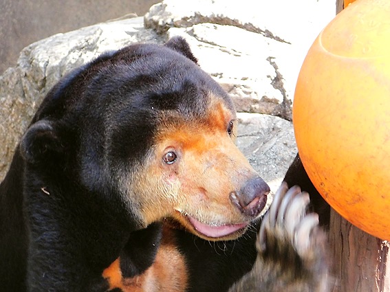 ペレットを食べるマレーグマのキョウコさん