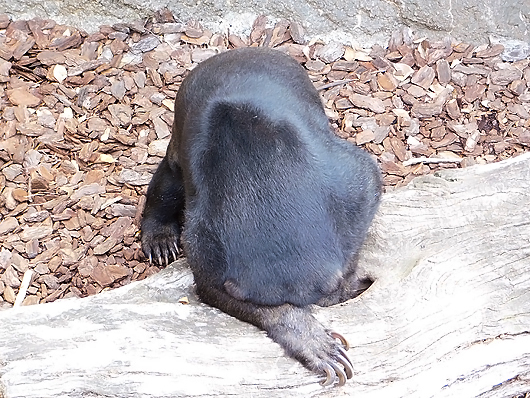 くじ引きしてるみたいなマレーグマのモモコさん