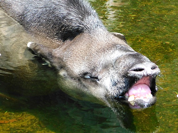 アメリカバクのサム。おおあくび。