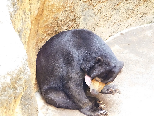 毛づくろいするマレーグマのモモコさん