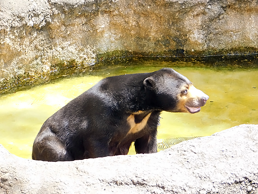 プールから上がるマレーグマのモモコさん