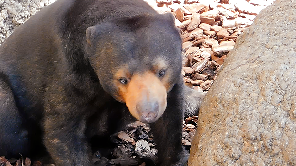 上野動物園マレーグマのモモコさん 29歳のお誕生日 マレマレタイム