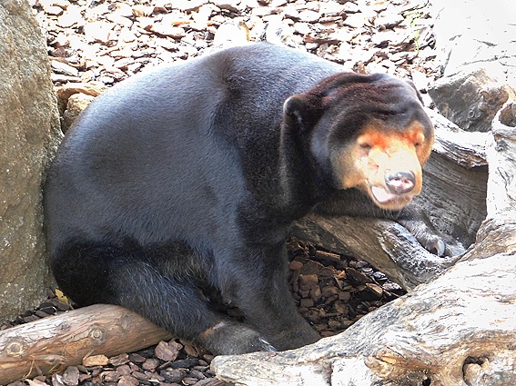 くやしそうなマレーグマのキョウコさん