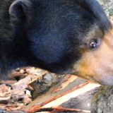 上野動物園マレーグマのモモコさん。29歳のお誕生日！