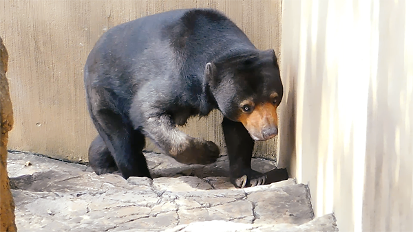 階段を登るマレーグマのモモコさん