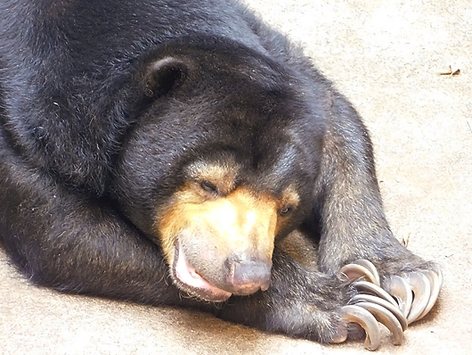 眠くなってきたマレーグマのモモコさん