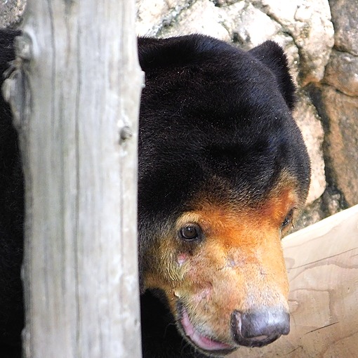 楽しそうなマレーグマのキョウコさん