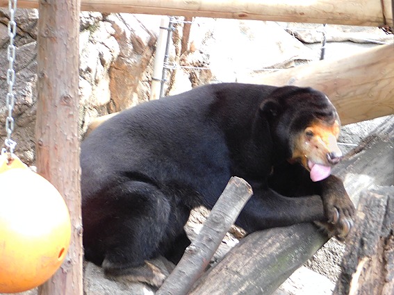 ご満悦なマレーグマのキョウコさん