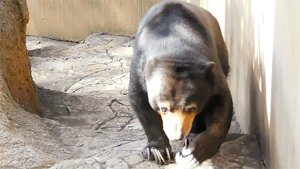 ズンズン。階段を登るマレーグマのモモコさん。まだまだ元気！