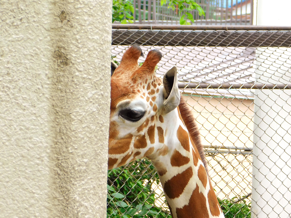 マレマレタイム｜野毛山動物園キリンのモミジ