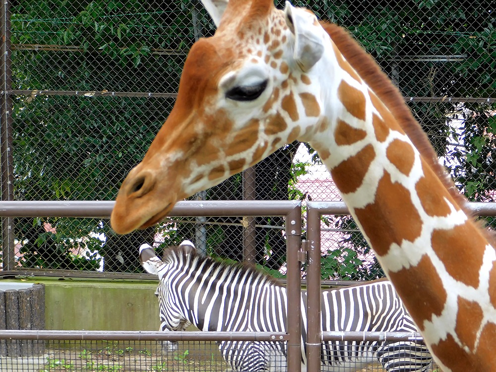 野毛山動物園キリンのモミジ