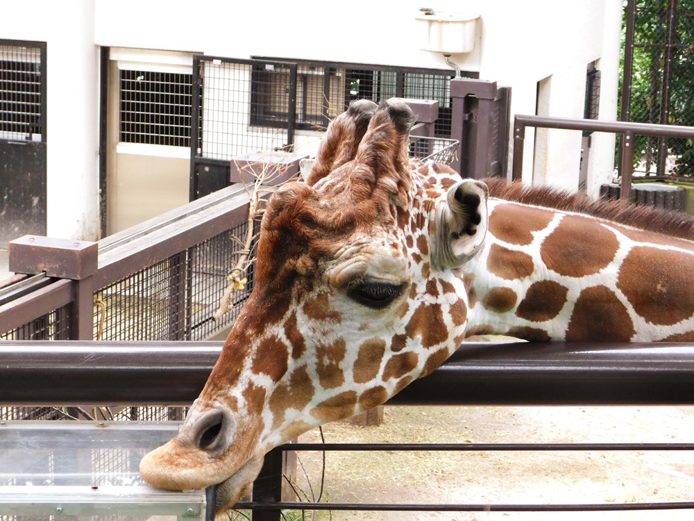 マレマレタイム｜野毛山動物園キリンのそら