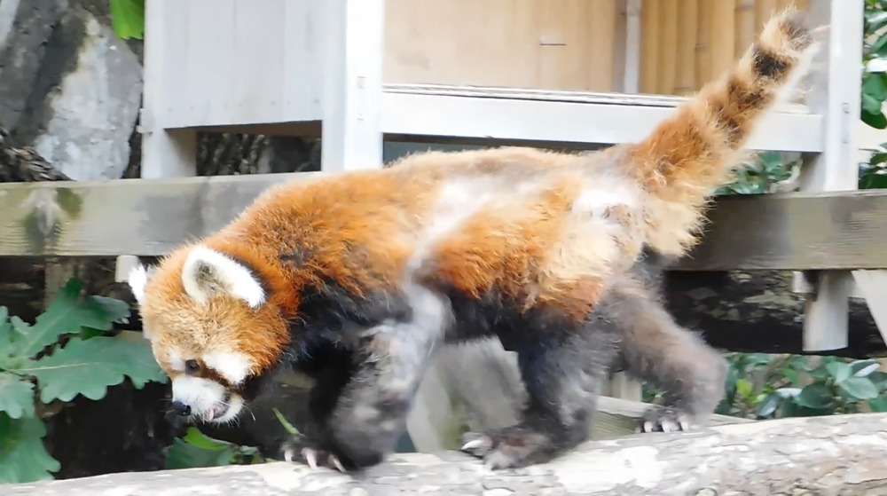 マレマレタイム｜野毛山動物園レッサーパンダのケンケン