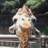 野毛山動物園 人懐っこすぎるキリンのそら