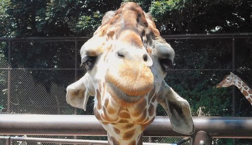 野毛山動物園 人懐っこすぎるキリンのそら | マレマレタイム