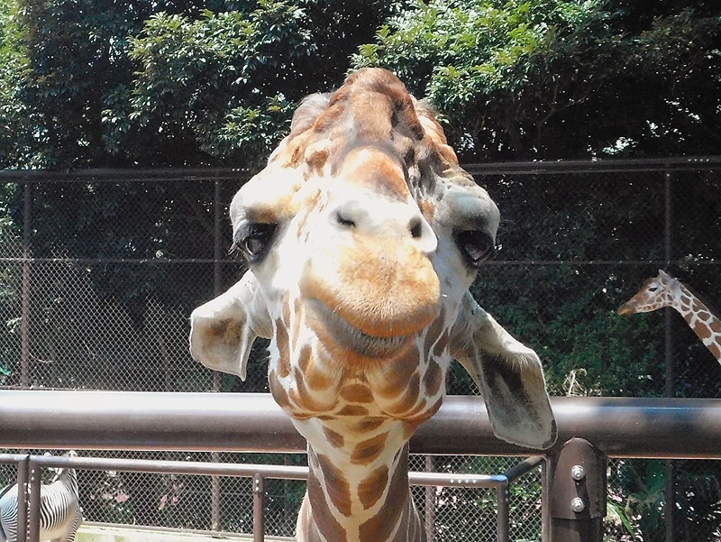 野毛山動物園 人懐っこすぎるキリンのそら | マレマレタイム